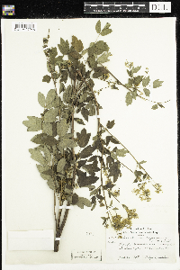 Thalictrum dasycarpum image