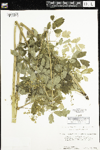 Thalictrum dasycarpum image