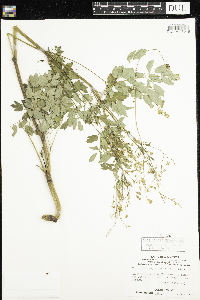 Thalictrum dasycarpum image