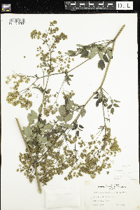 Thalictrum dasycarpum image
