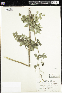 Thalictrum dasycarpum image