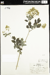 Thalictrum dasycarpum image