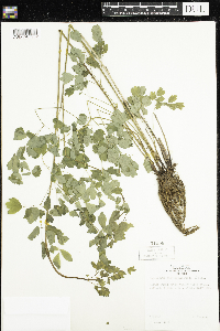 Thalictrum dasycarpum image
