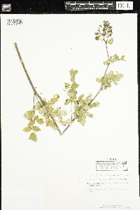 Thalictrum dasycarpum image