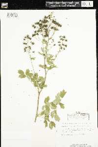Thalictrum dasycarpum image