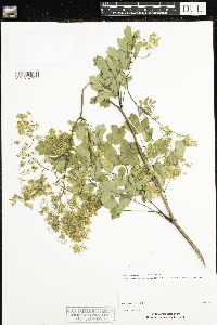 Thalictrum dasycarpum image