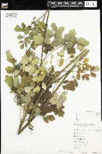 Thalictrum dasycarpum image
