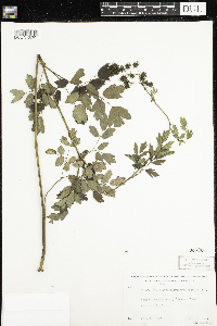 Thalictrum dasycarpum image
