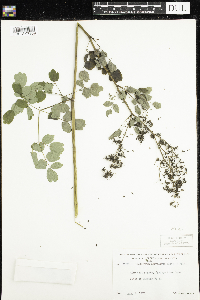 Thalictrum dasycarpum image