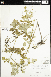 Thalictrum dasycarpum image