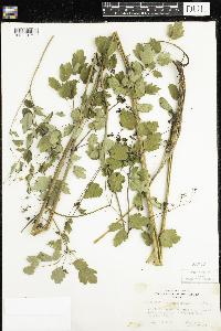Thalictrum dasycarpum image