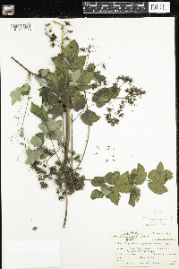 Thalictrum dasycarpum image