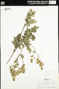 Thalictrum dasycarpum image