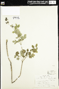 Thalictrum dasycarpum image