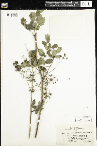 Thalictrum dasycarpum image