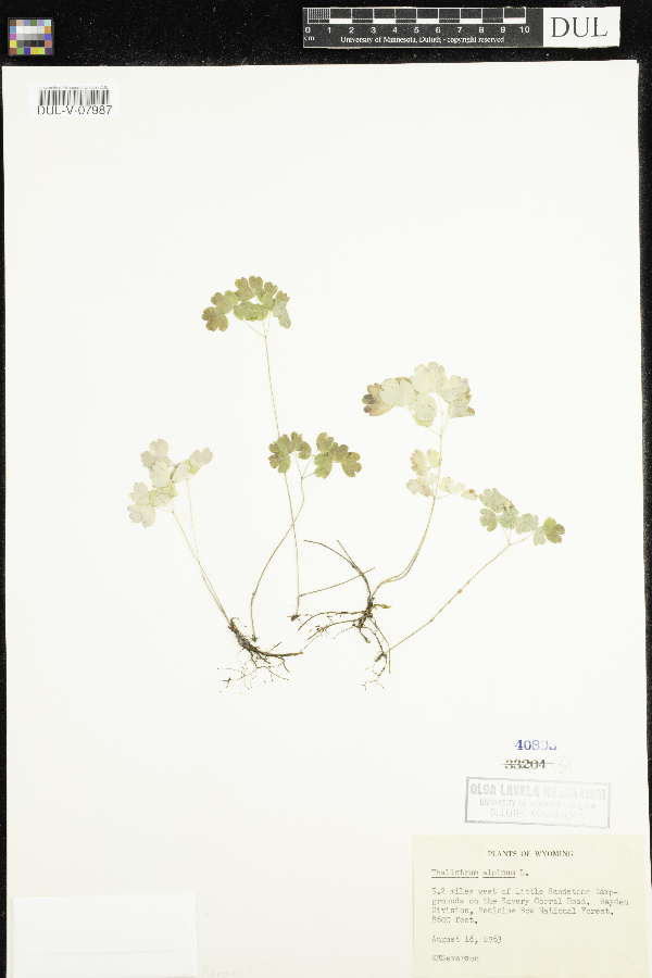 Thalictrum alpinum image