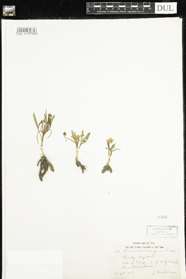 Ranunculus jovis image