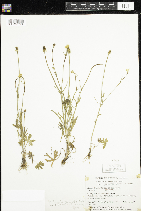 Ranunculus pedatifidus image