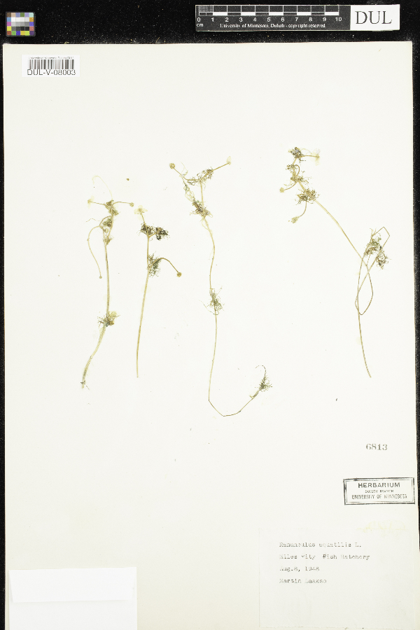 Ranunculus aquatilis image