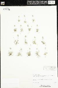 Ranunculus testiculatus image