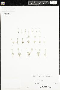 Ranunculus testiculatus image