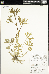 Ranunculus sceleratus image