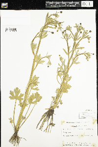 Ranunculus sceleratus image