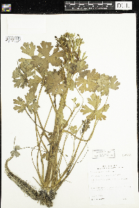 Ranunculus sceleratus image