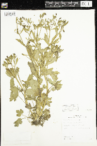 Ranunculus sceleratus image