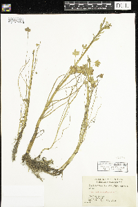 Ranunculus sceleratus image