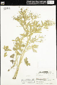 Ranunculus sceleratus image