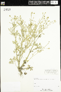 Ranunculus sceleratus image