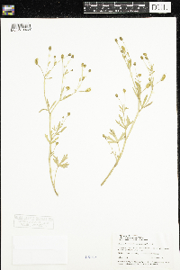 Ranunculus sceleratus image