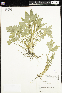 Ranunculus sceleratus image