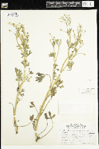 Ranunculus sceleratus image