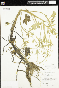 Ranunculus sceleratus image