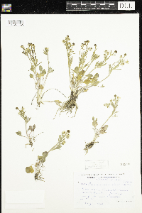 Ranunculus rhomboideus image