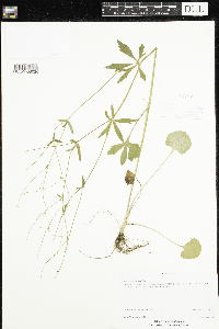Ranunculus rhomboideus image