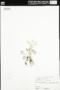 Ranunculus rhomboideus image