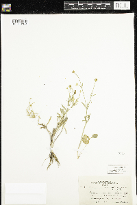 Ranunculus rhomboideus image