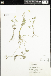 Ranunculus repens image