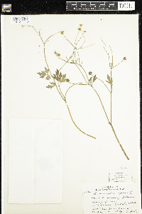 Ranunculus repens image