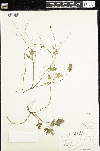 Ranunculus repens image