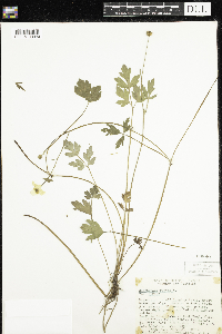 Ranunculus repens image