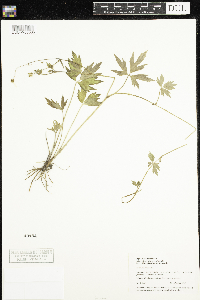 Ranunculus repens image