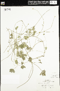 Ranunculus repens image