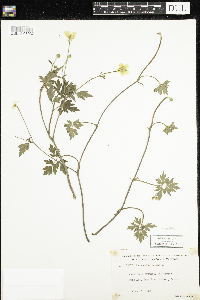Ranunculus repens image