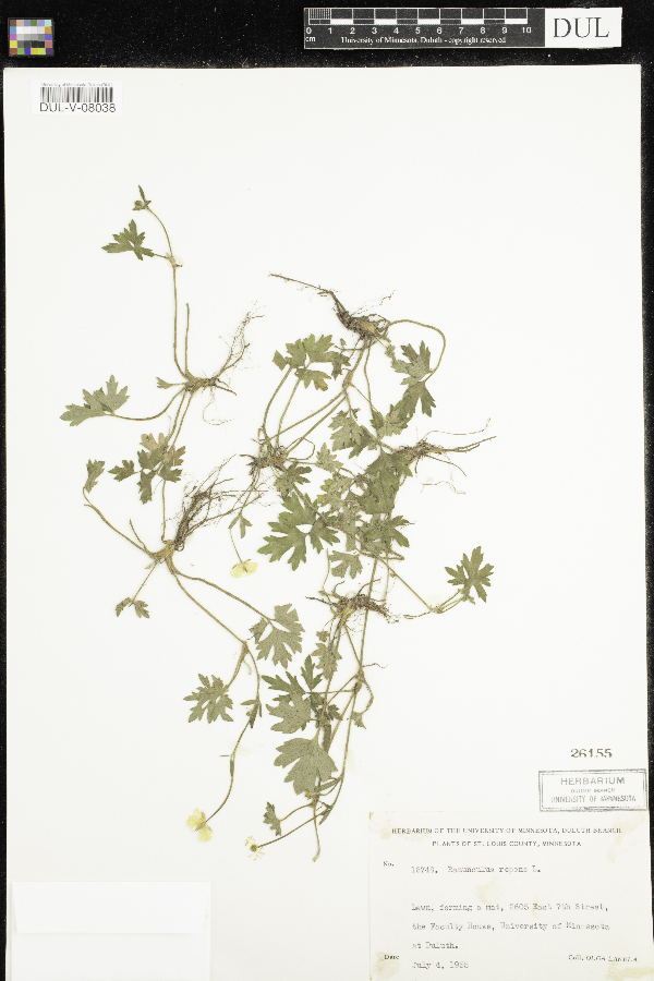 Ranunculus repens image