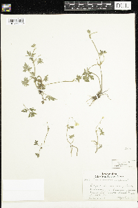Ranunculus repens image