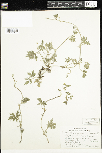 Ranunculus repens image